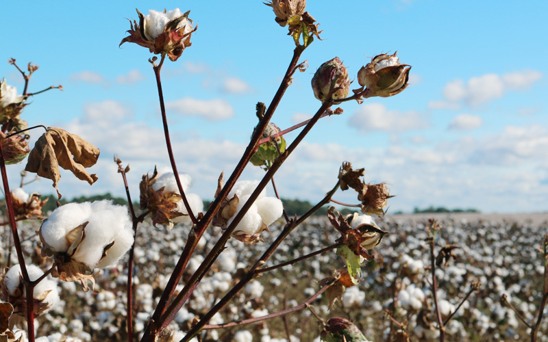 Il cotone nel mondo